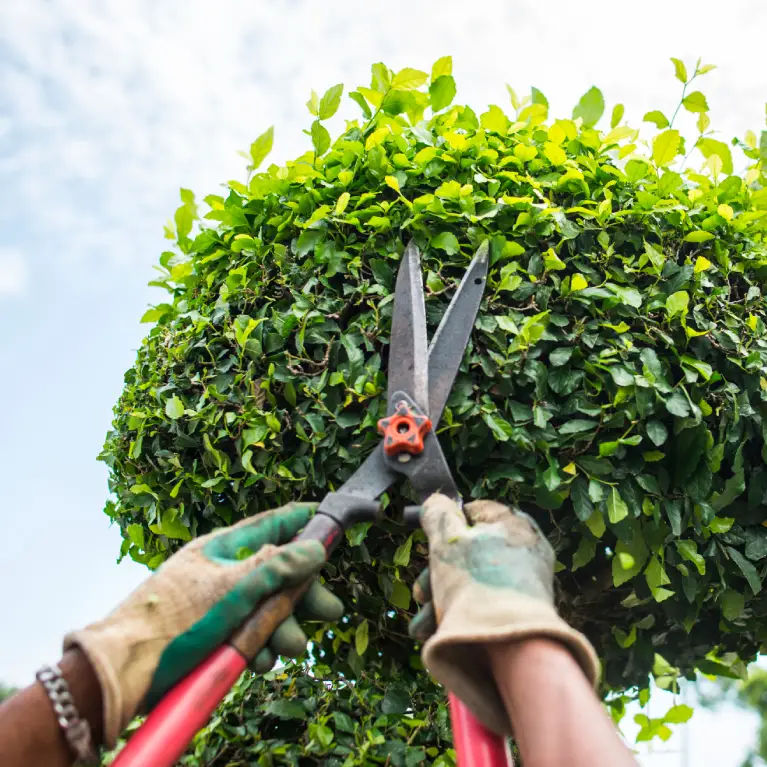 A gardener trims a lush green topiary with large pruning shears, under a bright blue sky. Gloved hands and vibrant foliage are visible.